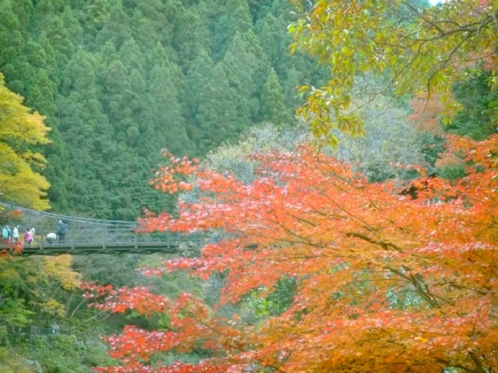 東京都 神奈川県の紅葉スポット 11月下旬 Dokoiko