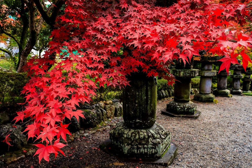 関東のお勧め紅葉ツーリングスポット 12 平林寺 飯能 Dokoiko